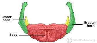 <p>small projections coming off the body of the hyoid bone</p>
