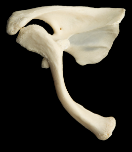 <p>Name these two bones.</p><p>Left side or right side?</p><p>(Superior view).</p>