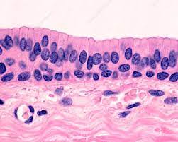 <p>stratified columnar characteristics</p>