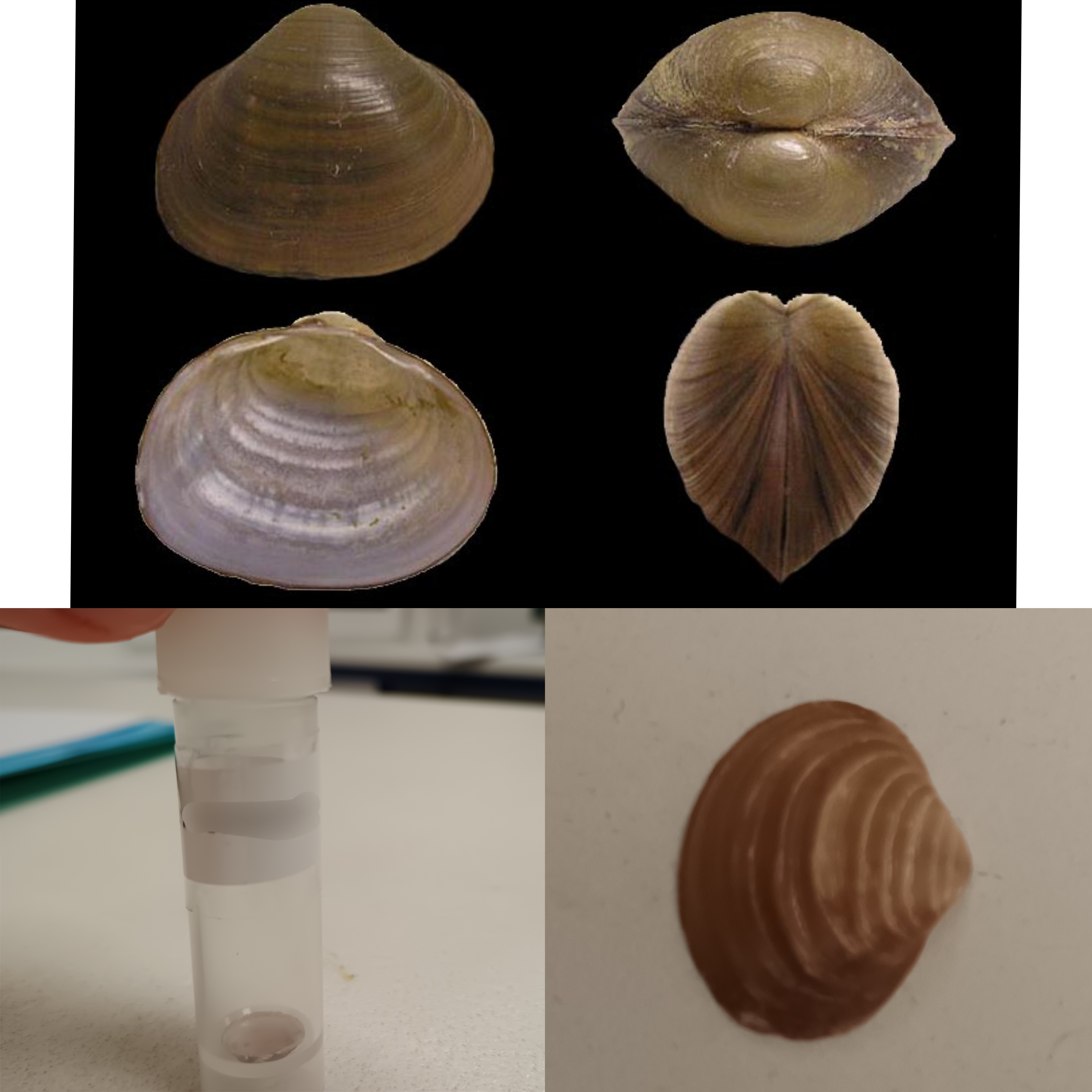 <p>Kmeň: Mollusca (mäkýše)<br>Trieda: Bivalvia (lastúrniky)</p>