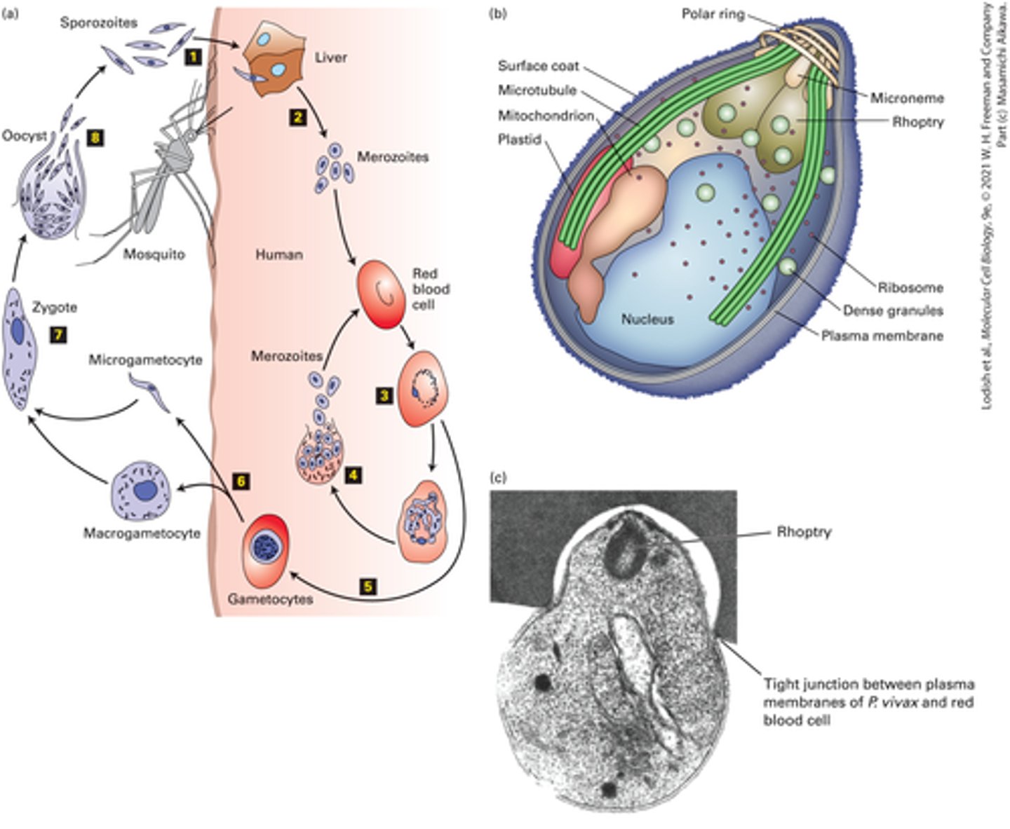 <p>- causes malaria </p><p>1. Anopheles infected mosquito bites human</p><p>2. haploid sporozoites enter a human host </p><p>3. sporozoites migrate to the liver </p><p>4. sporozoites develop into merozoites at the liver</p><p>5. merozoites are released back into the blood (circulatory)</p><p>6. circulating merozoites invade RBCs and reproduce within them</p><p>7. RBCs adhere to the blood vessel wall which prevents them from going to the spleen where WBCs would destroy infected cells</p><p>8. some merozoites develop into M and F gametocytes (haploid) </p><p>9. mosquito bites human again and gametocytes and transferred to mosquito's stomach </p><p>10. in the mosquito's stomach the gametocytes are transformed into micro and macro gametocytes (sperm or eggs)</p><p>11. fusion of these sperm and eggs (micro and macrogametocytes) </p><p>12. implant into stomach lining and grow into oocysts that undergo meiosis to form haploid sporozoites </p><p>CYCLE STARTS OVER </p><p>- Plasmodium life cycles show how a single cell can adapt to multiple environments </p>