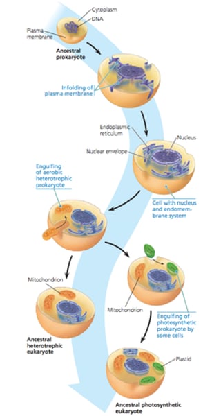 <p>theory that eukaryotic cells formed from a symbiosis among several different prokaryotic organisms. the prokaryotes that were engulfed are ancestors of mitochondria and chloroplasts. the prokaryotes that engulfed the other prokaryotes are ancestors of all eukaryotes around today.</p><p>Evidence includes</p><p>- Mitochondria and chloroplasts have their own DNA and ribosomes.</p><p>- Mitochondria and chloroplasts reproduce via binary fission like prokaryotes</p>