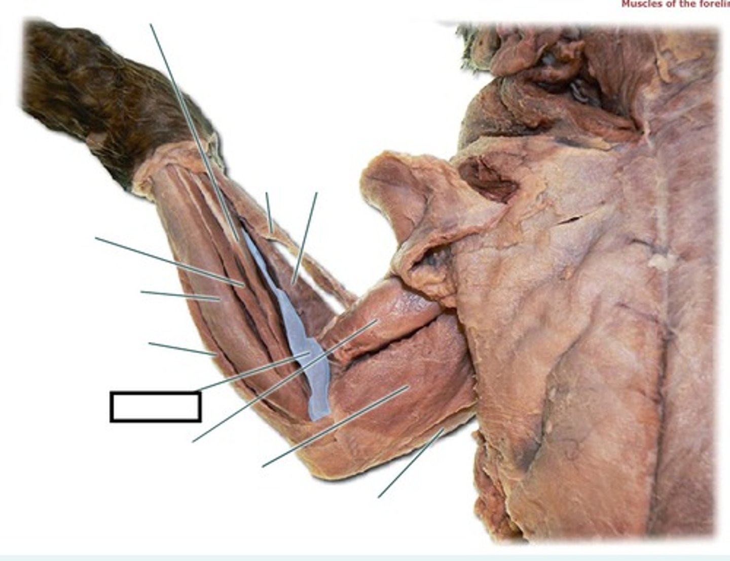 <p>origin: medial epicondyle of humerus</p><p>insertion: radius</p><p>action: pronates forearm</p>