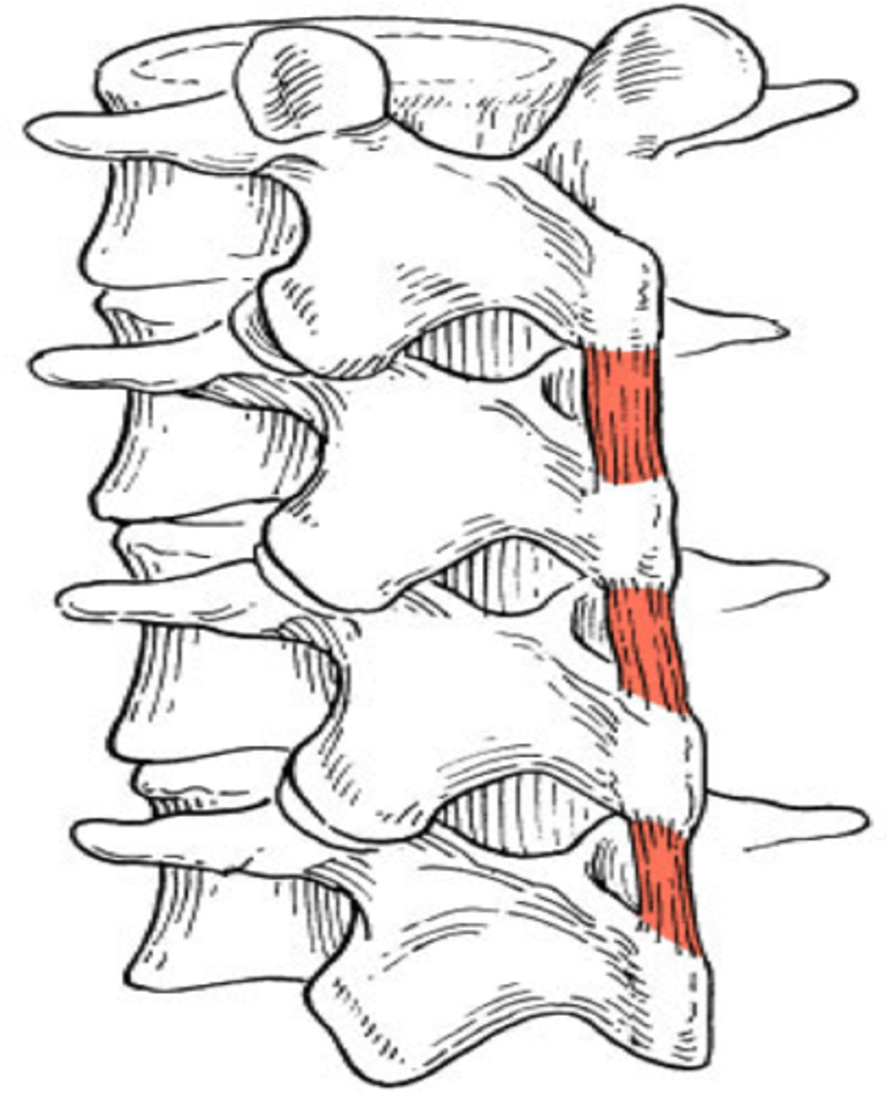 <p>origin:</p><p>S.P. of vertebra</p><p>Insertion:</p><p>S.P. of superior vertabra</p>