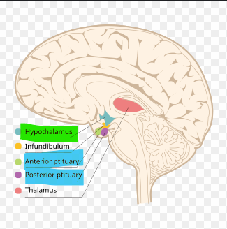 <p>Hypothalamus </p>