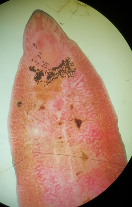 <p>Less prominent shoulder</p><p>Highly branched ceca, testes, ovary, vitelline glands</p>