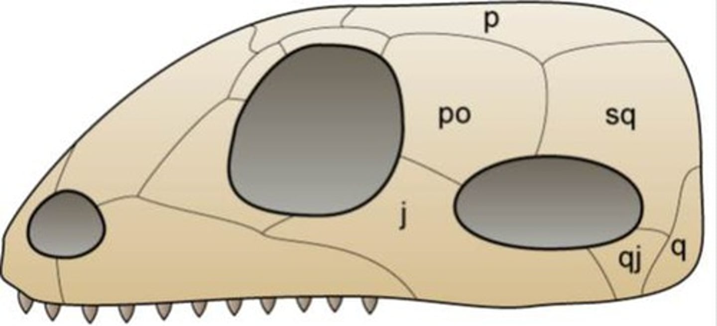 <p>One hole; Mammals</p>