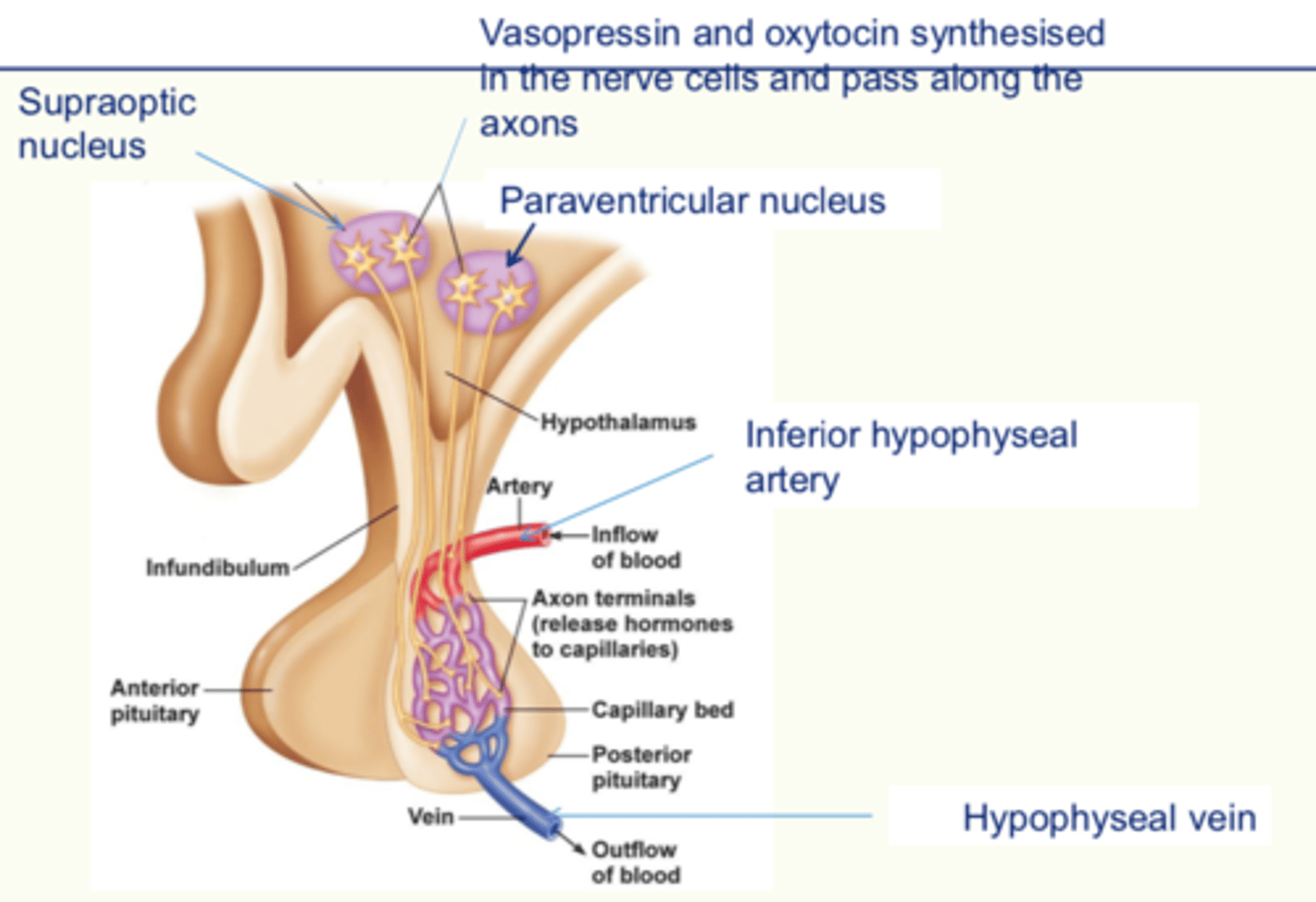 <p>- Involves the release of a signalling molecule into the blood.</p><p>- Since the blood circulates around the whole body, then potentially distant parts of the body could have target cells for the signalling molecule.</p>