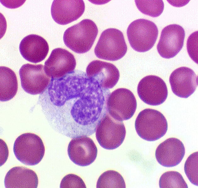 <p>3-9% of WBC; agranular leukocytes of the myeloid stem cell line that circulate in the bloodstream; tissue monocytes are macrophages</p>