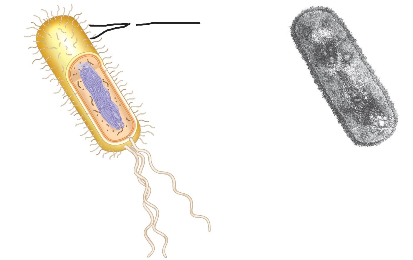 <p>what is this (a typical rod-shaped bacterium)</p>