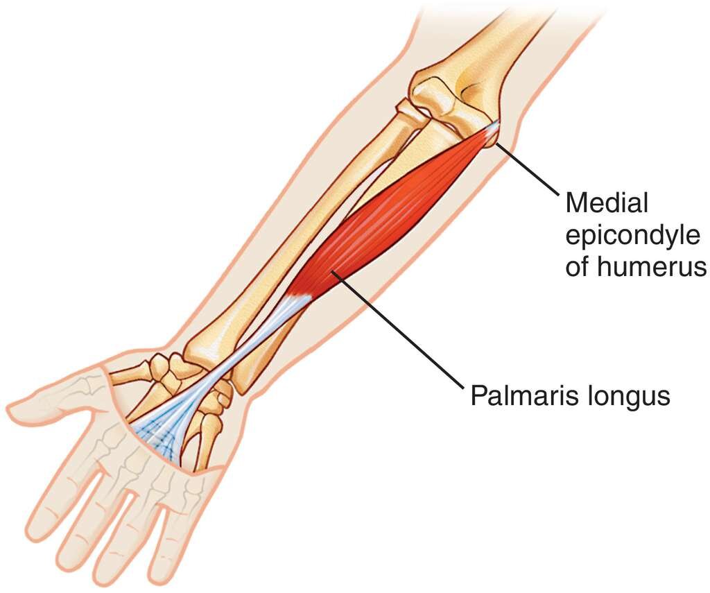 <p>Location:</p><ul><li><p><strong>anterior forearm</strong></p></li><li><p>between the flexor carpi radialis and flexor carpi ulnaris muscles</p></li></ul><p></p><p>Function:</p><ul><li><p>assists in wrist flexion</p></li><li><p>tightening the palmar aponeurosis</p></li></ul><p></p>