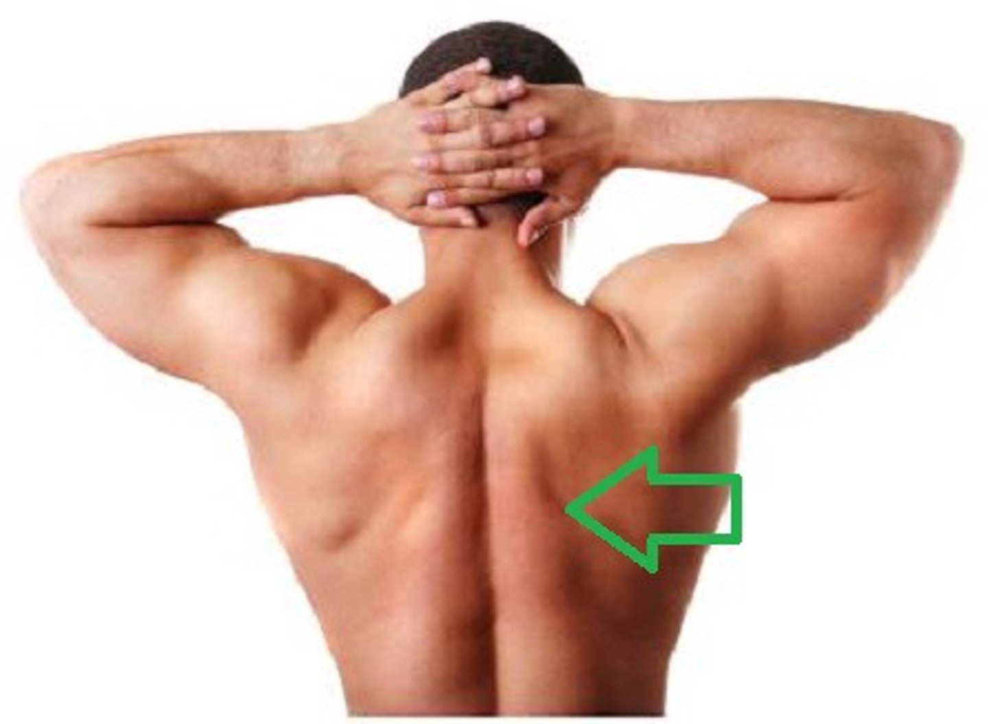 <p>back</p>