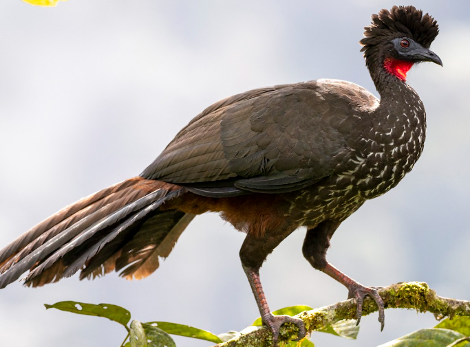 <p>What bird is this?</p>