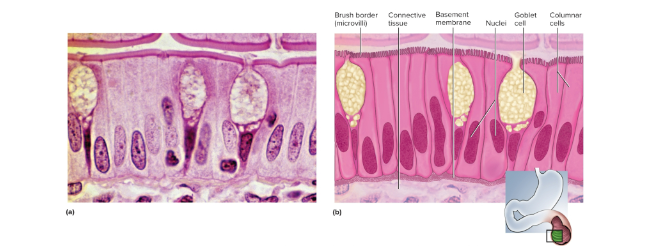 <p>Simple columnar epithelium</p>