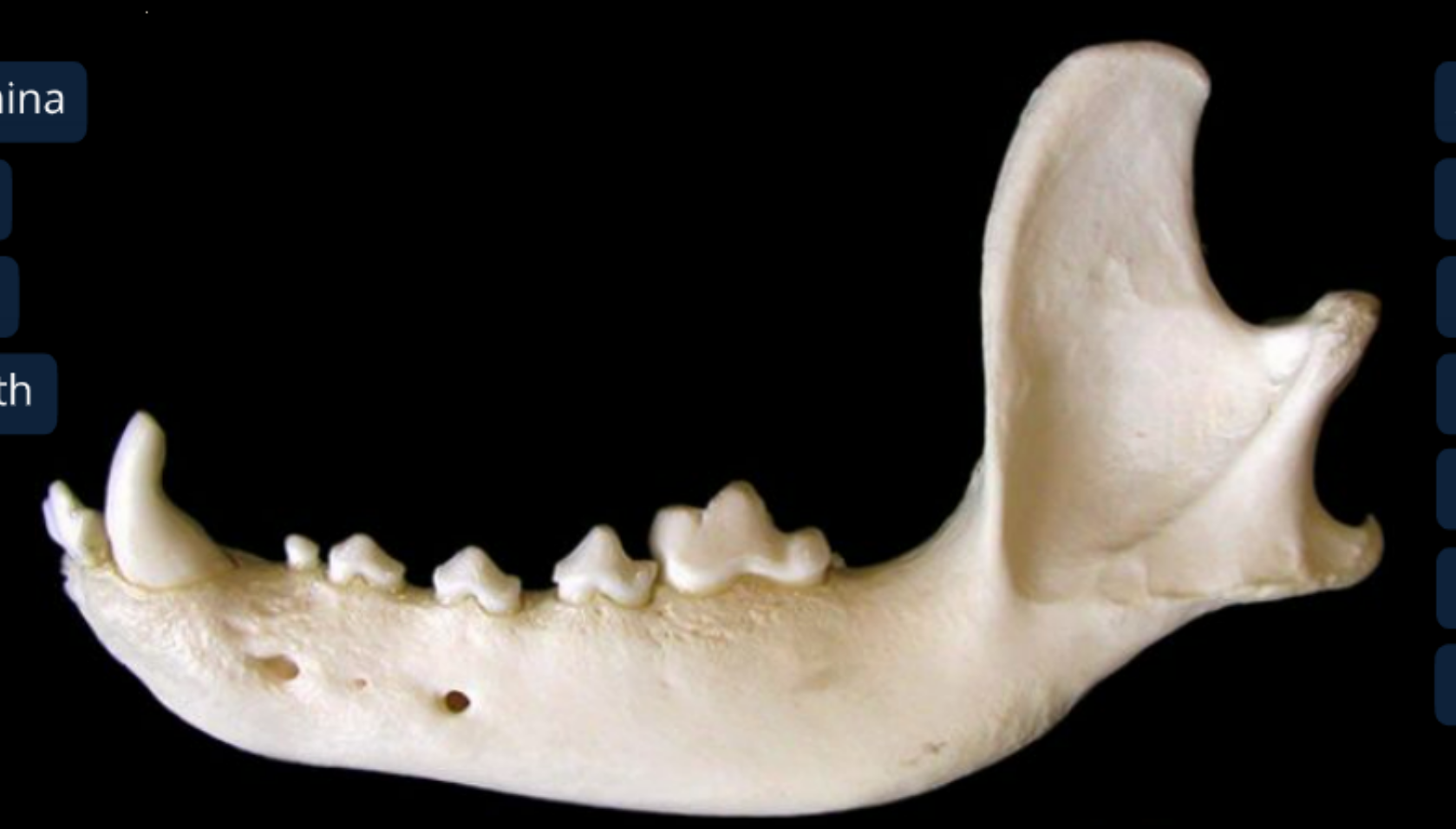 <ol><li><p>body of the mandible: includes alveoli of teeth</p></li><li><p>ramus of the mandible: attaches to skull &amp; mastication muscles</p></li><li><p>coronoid process of the ramus: dorsal and medial to zygomatic arch of the skull, temporalis m. inserts here</p></li><li><p>condyloid process of the ramus</p></li><li><p>angular process of the ramus: pterygoideus m. inserts here</p></li><li><p>mental foramina: has nerves and BV to lower lip</p></li></ol><p></p>