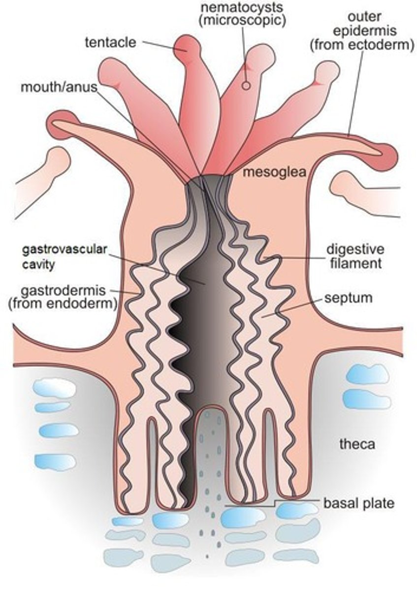 <p>It functions as both a stomach and a simple circulatory system for digestion and nutrient distribution.</p>