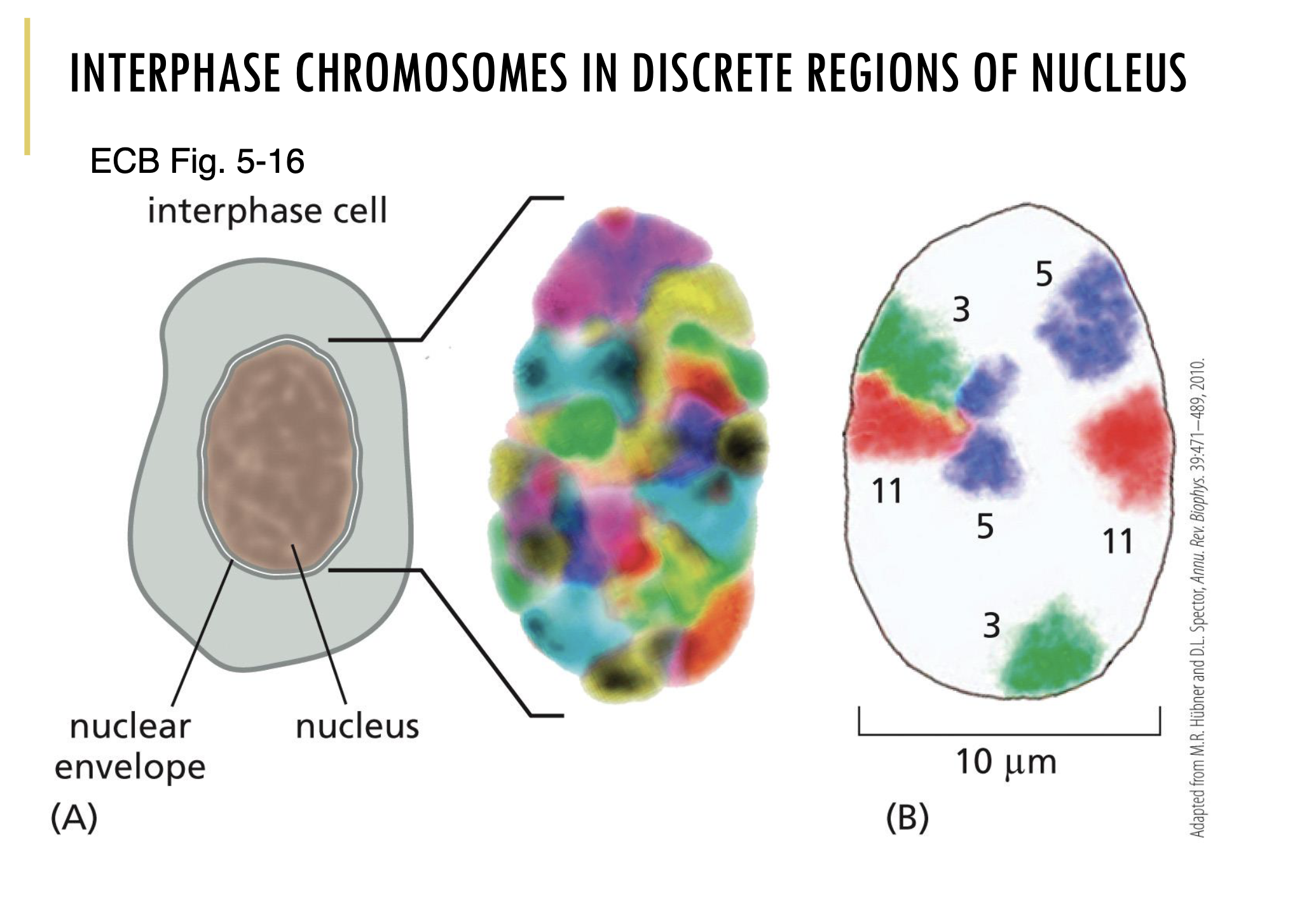 <p>Yes, interphase chromosomes are in discrete regions of the nucleus. </p><p></p><p>As you can see in the image, chromosome painting hybridisation was used to colour each chromosome type. </p><p></p><p>Through that, you can clearly see that each chromosome is organised into discrete regions in the nucleus during interphase. </p>