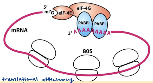 <ol><li><p>May facilitate the rebinding of the ribosomes following protein-synthesis termination.</p></li><li><p>Protect mRNA from exonucleolytic degradation.</p></li></ol><p></p>