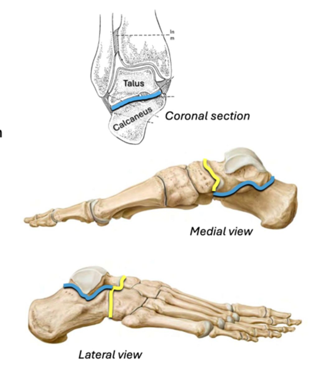 <p>Main joint for inversion/eversion</p><p>• Between: talus &amp; calcaneus</p><p>BLUE</p>