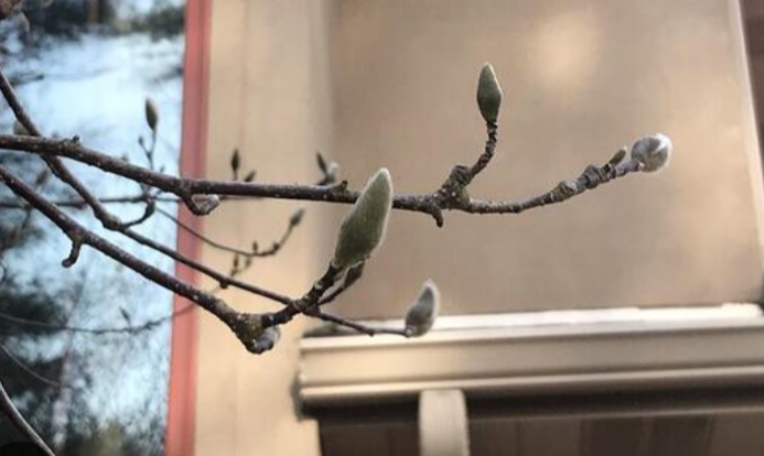 <p>MAGNOLIA X SOULGEANA</p>