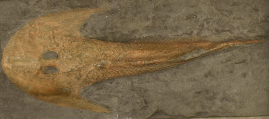 <p>what is this?</p>