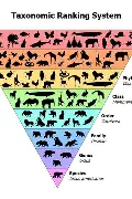 <p>is the classification of organisms into groups where larger groups are progressively divided into smaller groups which they never overlap.</p>