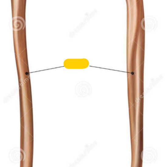 <p><span>quel est cette partie? de ulna</span></p>