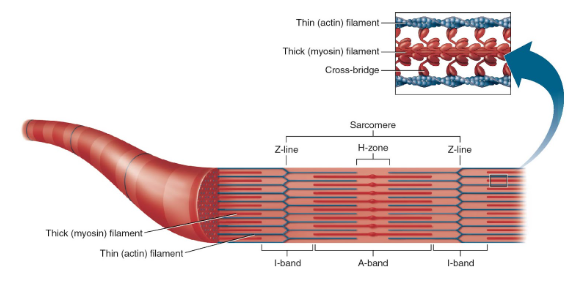 <p>within the A band where actin and myosin do not overlap</p>
