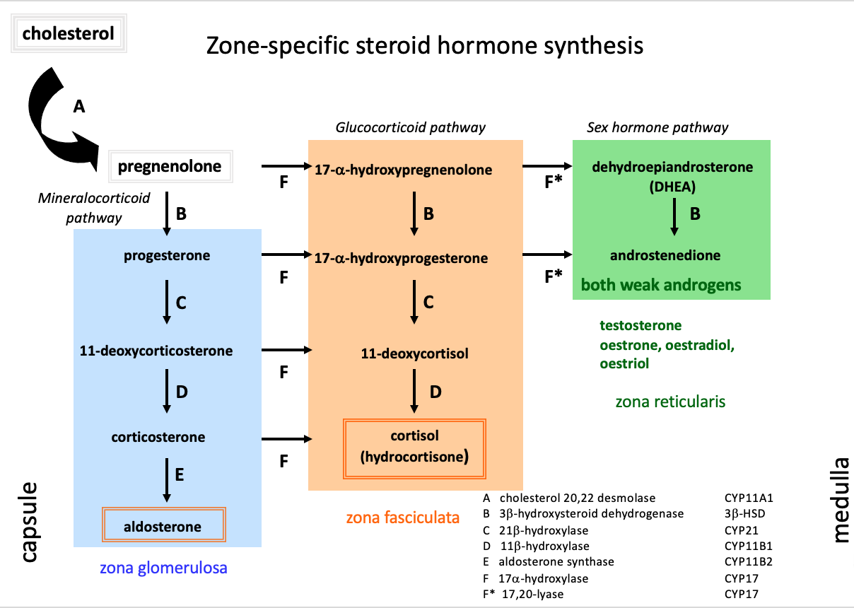 <ol><li><p>pregnenolone</p></li><li><p>17-a-hydroxypregnenolone</p></li><li><p>17-a-hydroxyprogesterone</p></li><li><p>11-deoxycortisol</p></li><li><p>cortisol</p></li></ol><p></p>