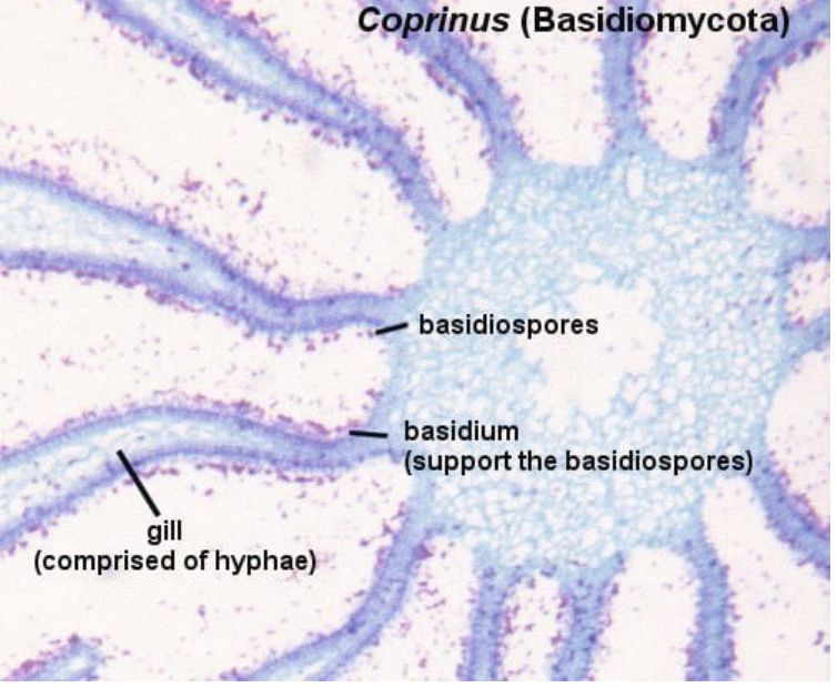 ex) Coprinus

repro structure: basidiocarp

spore: basidiospore