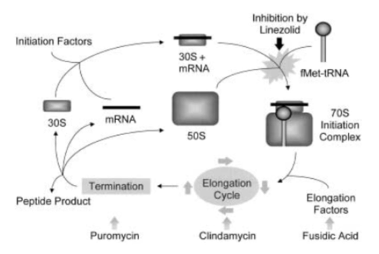 <p>- linezolid inhibited phage-specific in vitro translation, peptide chain termination and polypeptide chain elongation in a cell-free E. coli protein synthesis assay</p><p>- determined that it most likely binds 50S ribosomal subunit and prevents formation of a functional initiation complex</p><p>- other classes impact elongation</p>