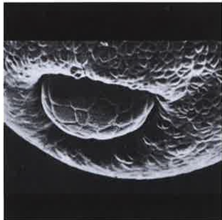 <p>début ou fin de la gastrulation ?</p>