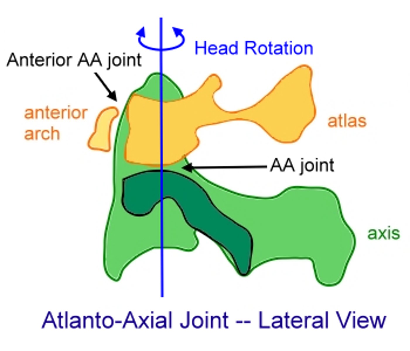 <p>has anterior and posterior fat pads to occupy space and increase joint congruency, since both surfaces are convex</p><p>- fat pads are highly vascularized and can get crushed</p>