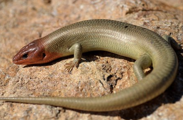 juvenile has a pink tail