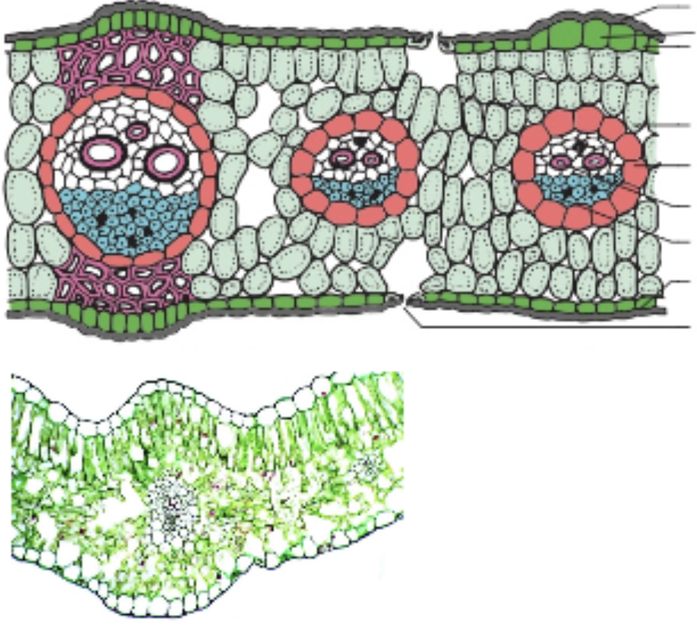 <p>monocot or dicot? what is it?</p>