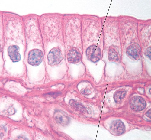 <ul><li><p>absorption of nutrients -intestines</p></li></ul>