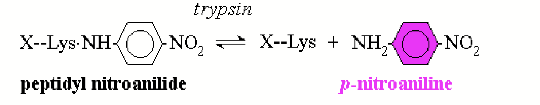<p>A molecular “look-alike” for a real substrate. Often used in trypsin reactions to increase efficiency.</p><p>Trypsin hydrolyzes peptide bonds on the C-terminal side of Arg or Lys except when Pro is present in that position → we hydrolyze <em>peptidyl nitroanilide</em>, which releases <em>p-nitroaniline</em> which is distinctly coloured and thus makes it easy to measure the concentration and the rate.</p>