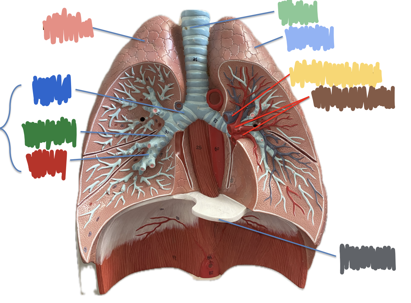 <p>What is indicated by the Brown?</p>
