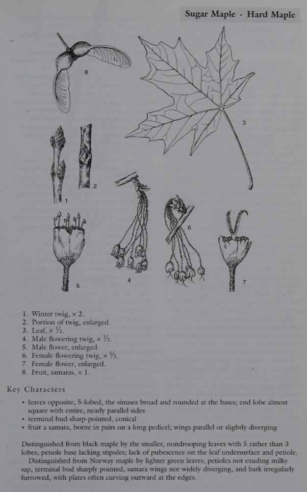 <p>Family: Sapindaceae</p><p>Physiognomy: Nt Tree</p><p>Common Name: Sugar Maple</p><p>Twig: Y</p><p>Leaf: Opposite simple, 5 lobed</p>