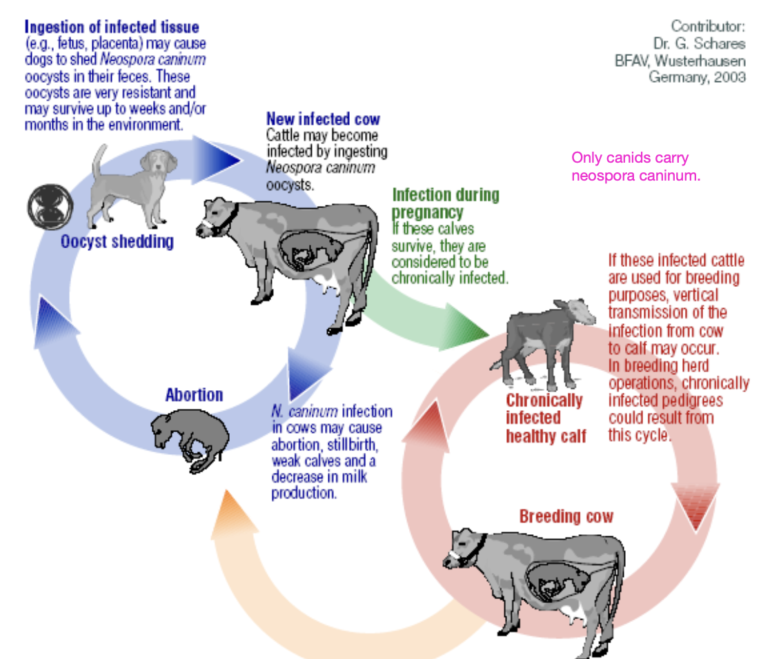 <p>vertical: in utero from infected cows</p><p>horizontal: ingestion of sporulated oocysts in feces (from feces of dogs)</p>