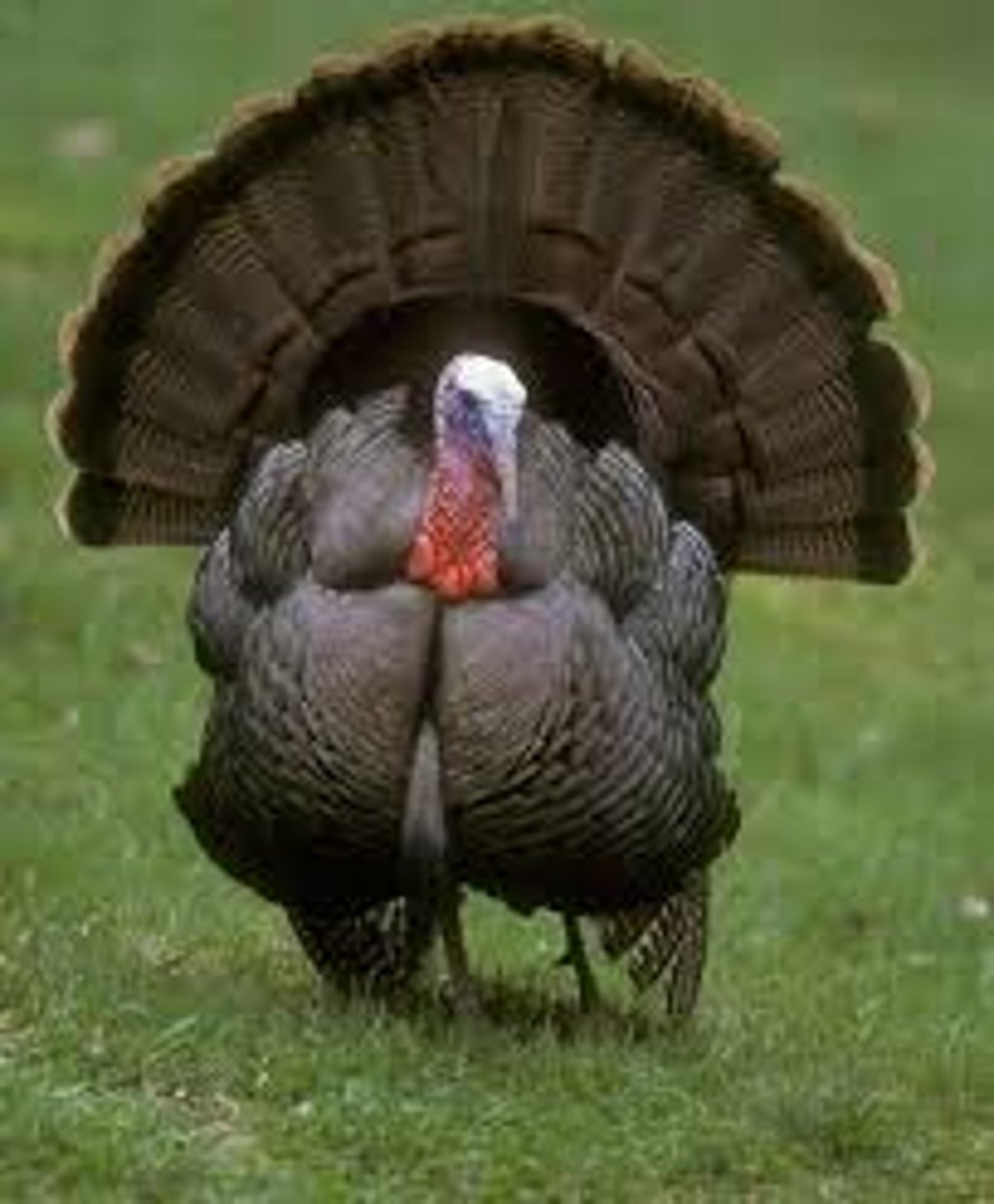 <p>turkey</p>