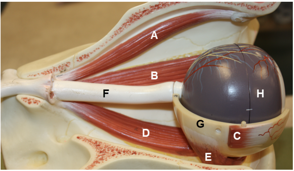 <p>In the image above, identify structures A-F, and structures/parts of the eye wall G and H.</p>