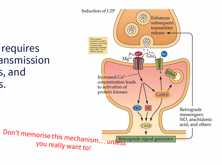 <p>Glutamate Signalling is essential for memory storage</p>