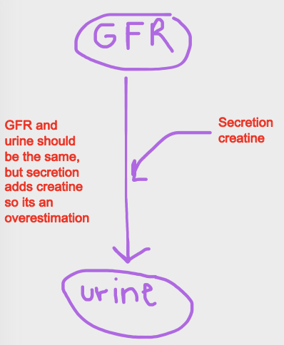 lnulin must be injected to determine GFR

clinically easier to use creatine to estimate GFR

creatinine is filtered + small amount secreted

over or underestimation of GFR with small secretion of creatinine? overestimation because GFR and urine vole. should be the same but secretion adds creatine into urine os its an overestimation 