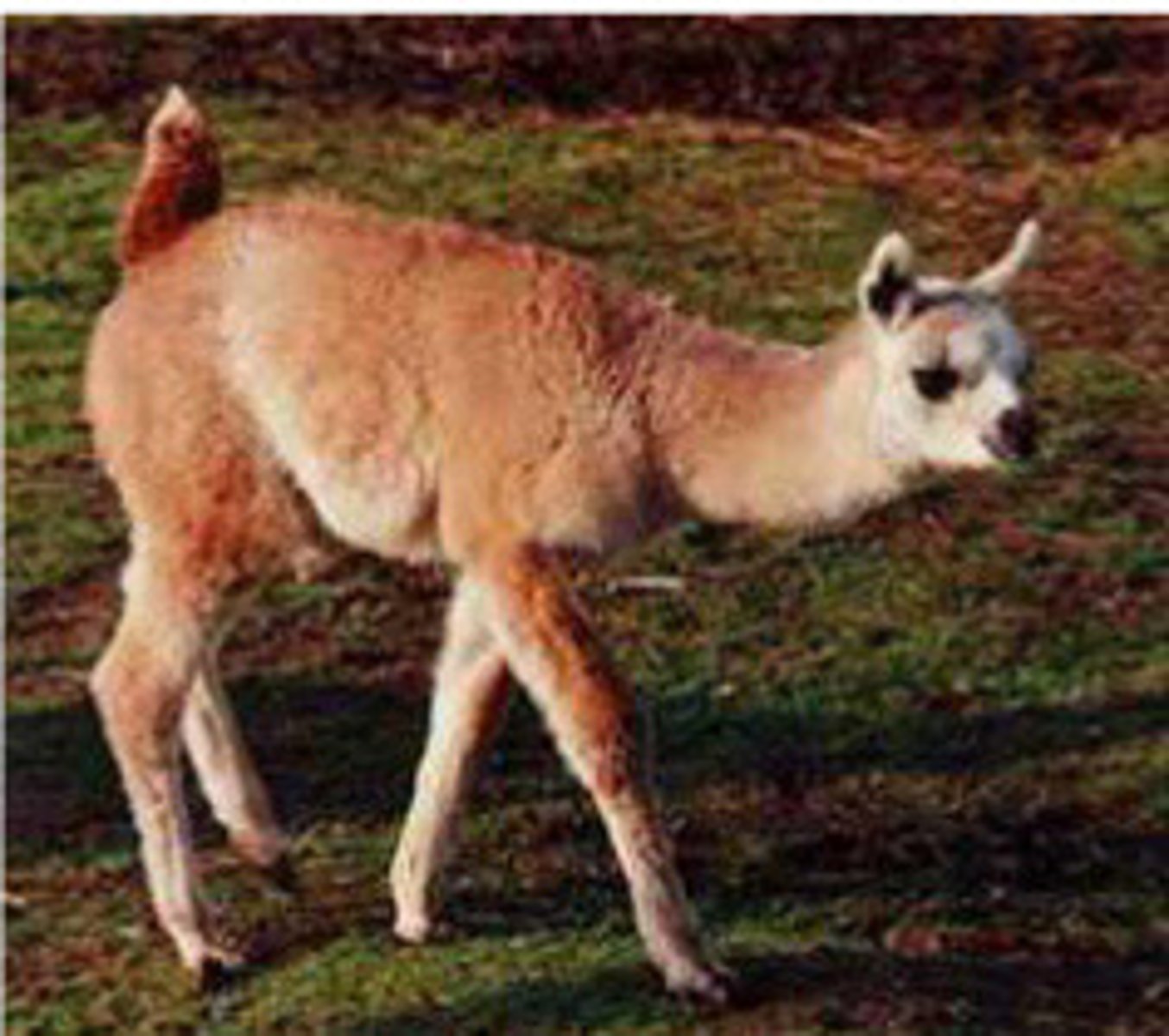 <p>Describe the camelid body language</p>