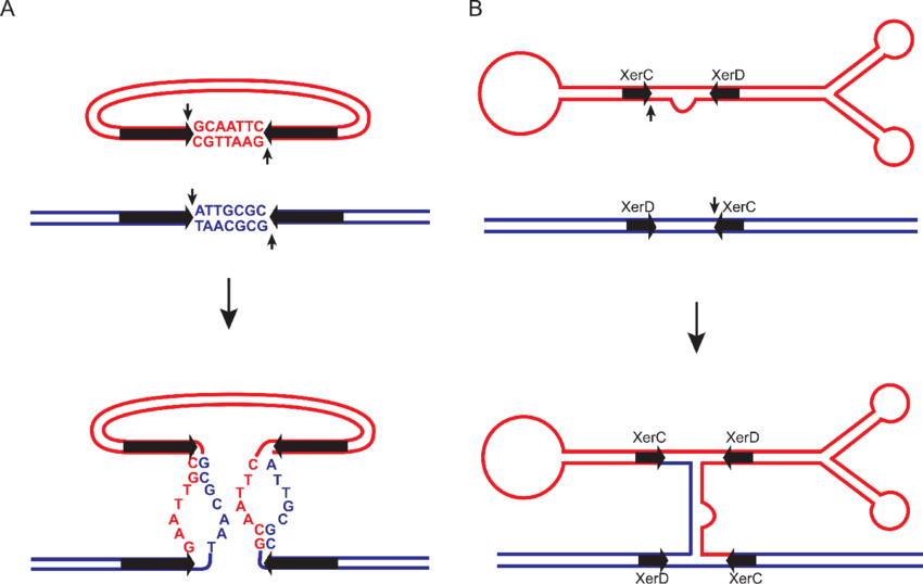 <p>2. Site-Specific Recombination</p><p><br>“<strong>Site-specific recombination”</strong> involves the <strong>exchange of DNA segments </strong>(recombination) at <strong>specific, short DNA sequences (recognition sites)</strong></p><p class="ds-markdown-paragraph">-mediated by specialized enzymes called <strong>recombinases </strong>(e.g., integrases, resolvases). It does not require extensive homology.</p><ol><li><p class="ds-markdown-paragraph">The <strong>recombinase enzyme recognizes DNA sequence </strong></p></li><li><p class="ds-markdown-paragraph">The recombinase enzyme <strong>binds</strong> to the specific DNA sequence on <strong>both molecules</strong>.</p></li><li><p class="ds-markdown-paragraph">The two recognition sites are <strong>brought together in a complex.</strong></p></li><li><p class="ds-markdown-paragraph">The recombinase <strong>cleaves the DNA at precise points within the recognition sites</strong></p></li><li><p class="ds-markdown-paragraph">recombinase <strong>catalyzes the reciprocal exchange of DNA strands.</strong></p></li><li><p class="ds-markdown-paragraph"><strong>DNA ligase is the enzyme that rejoins the broken DNA ends</strong><span> by catalyzing the formation of a phosphodiester bond to seal the sugar-phosphate backbone.</span></p></li></ol><ul><li><p class="ds-markdown-paragraph"><strong>Primary Function:</strong></p><ul><li><p class="ds-markdown-paragraph"><strong>Viral Integration:</strong> The insertion of a bacteriophage (like lambda phage) genome into a specific site in the bacterial chromosome.</p></li><li><p class="ds-markdown-paragraph"><strong>Resolution of Co-integrates:</strong> Separating intertwined DNA molecules that result from transposition or replication.</p></li><li><p class="ds-markdown-paragraph"><strong>Gene Expression Regulation:</strong> Controlling gene expression by inverting or excising DNA segments (e.g., phase variation in <em>Salmonella</em> to switch flagellar proteins).</p></li><li><p class="ds-markdown-paragraph"><strong>Assembly of Immune System Genes:</strong> In vertebrates, V(D)J recombination uses a site-specific mechanism to generate antibody diversity.</p></li></ul></li><li><p class="ds-markdown-paragraph"><strong>Key Organisms:</strong> Common in viruses and bacteria; also occurs in eukaryotes for specific functions like immune system development</p></li></ul><p></p>