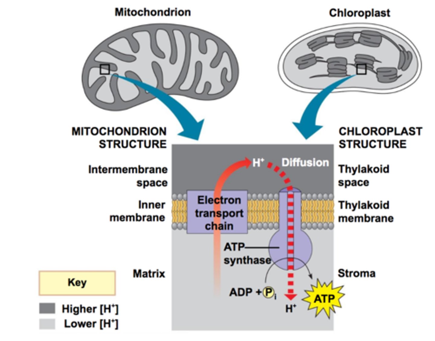 <p>In chloroplasts, protons are pumped into the thylakoid space and drive ATP synthesis as the H+ ions diffuse back into the stroma</p>