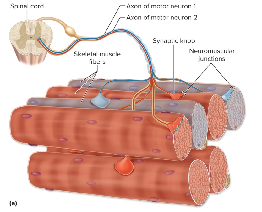 <p>Axons from spinal cord (pr brain)…</p>