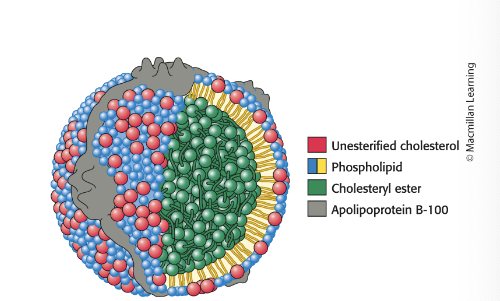 <p>are the main carrier of cholesterol in circulation</p><ul><li><p>LDL = particles that are a major carrier of cholesterol in blood and regulate de novo cholesterol synthesis at peripheral tissues</p><ul><li><p>contains a core of ~1500 cholesterol molecules <strong>esterified</strong> to fatty acids (most commonly linoleate)</p></li><li><p>contains a shell of phospholipids, <u>un</u>esterified cholesterol and a <u>single</u> copy of apoB-100 which is recognized by target cells</p></li></ul></li><li><p>cells <u>outside</u> the liver and intestine obtain cholesterol from LDL in plasma rather than synthesizing it de novo</p><ul><li><p>process of LDL uptake is called <strong>receptor-mediated endocytosis</strong></p></li></ul></li></ul><p></p>
