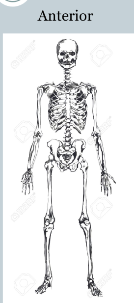 <p>towards the front of the body</p>